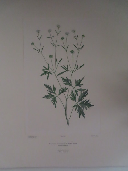 FDA-E.2916_7_5-2016 image FDA-E.2916_7_5-2016