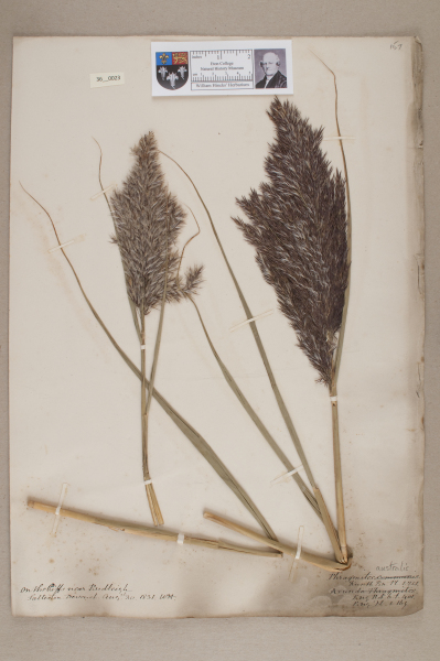 image NHM_HH_36.23-2010