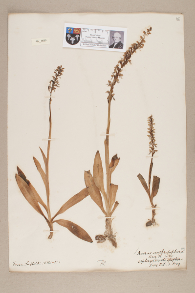 NHM_HH_40.53-2010 image NHM_HH_40.53-2010