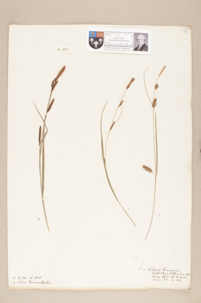 image NHM_HH_33.11-2010