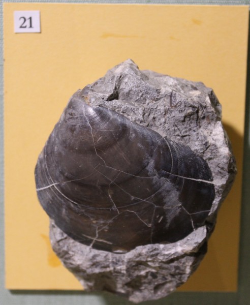 image NHM.482-2017