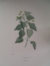 image FDA-E.2916_8_10-2016-A