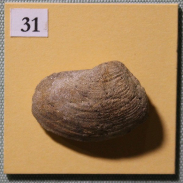 NHM.492-2017 image NHM.492-2017