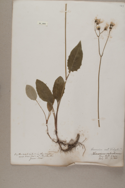 image NHM_HH_28.55-2010