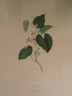 image FDA-E.2916_30_5-2016