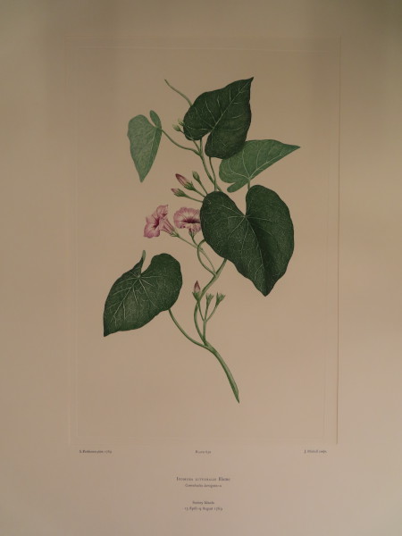 image FDA-E.2916_30_5-2016