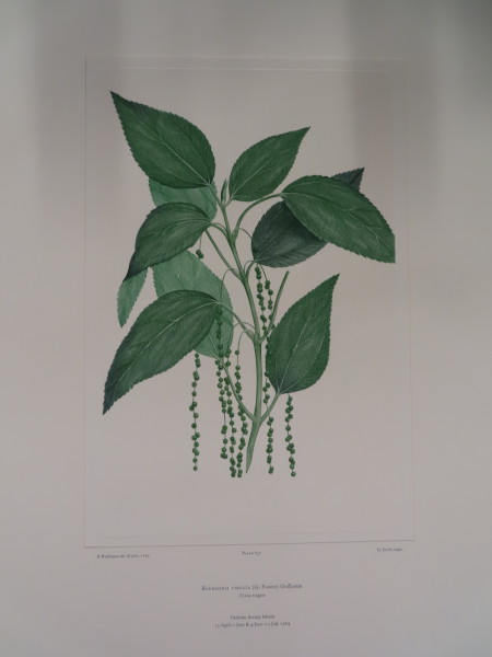 image FDA-E.2916_31_10-2016
