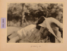 image PA-A.38_69-2012