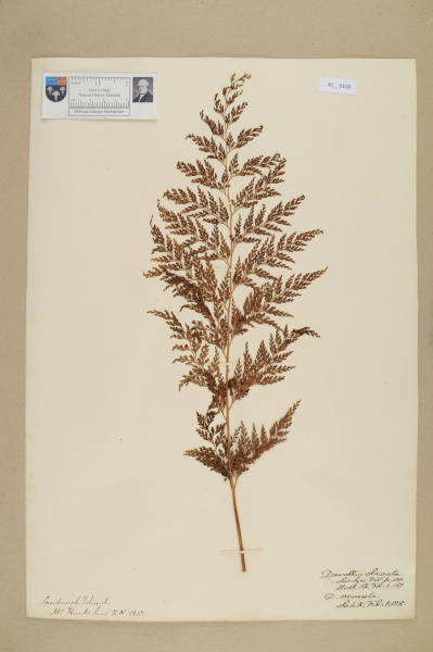 image NHM_HH_42.150-2010