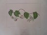 image FDA-E.2916_16_14-2016-A