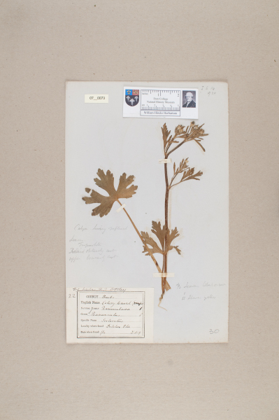 NHM_HH_7.73-2010 image NHM_HH_7.73-2010