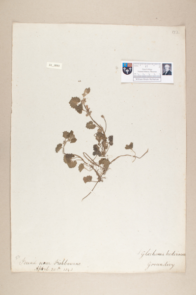 image NHM_HH_23.53-2010