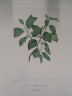 image FDA-E.2916_25_26-2016