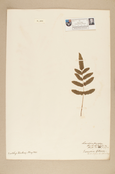 NHM_HH_41.79-2010 image NHM_HH_41.79-2010