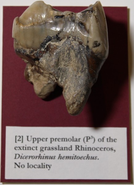 NHM.273-2016 image NHM.273-2016
