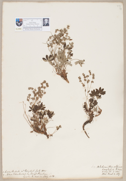 NHM_HH_13.84-2010 image NHM_HH_13.84-2010