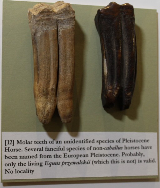 image NHM.282-2016