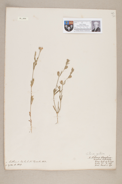 image NHM_HH_9.95-2010