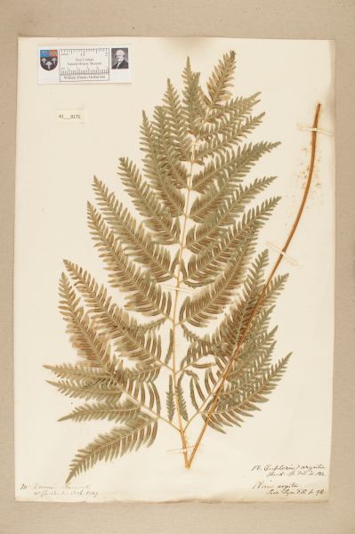 NHM_HH_41.171-2010 image NHM_HH_41.171-2010
