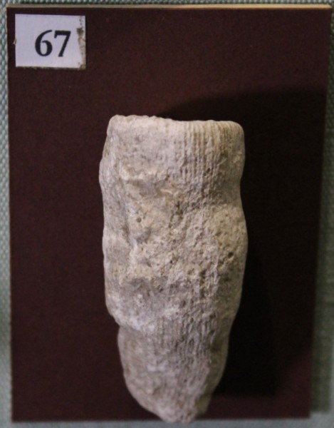 NHM.528-2017 image NHM.528-2017