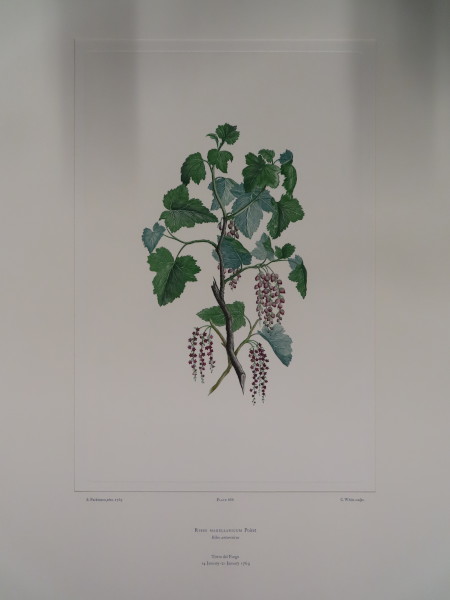 image FDA-E.2916_32_16-2016-A