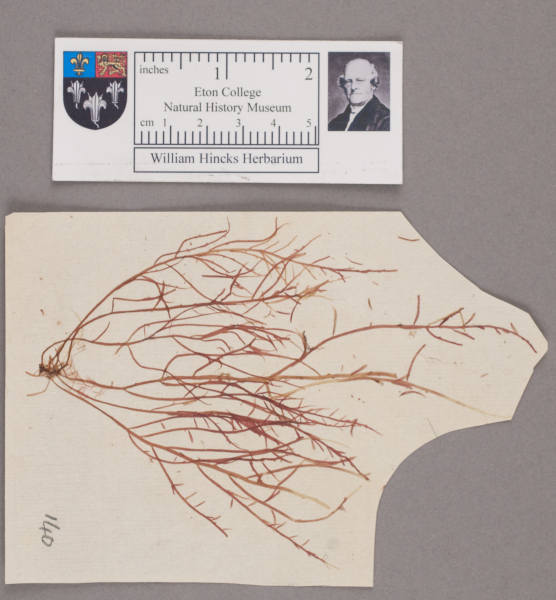 image NHM_HH_1.140-2010