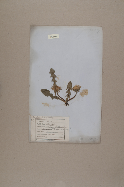 image NHM_HH_28.47-2010