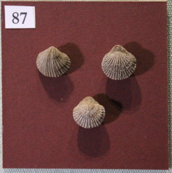 image NHM.548-2017