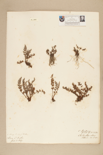 NHM_HH_41.42-2010 image NHM_HH_41.42-2010