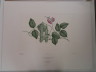 image FDA-E.2916_4_14-2016