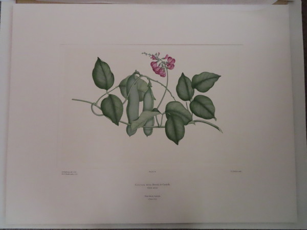 image FDA-E.2916_4_14-2016