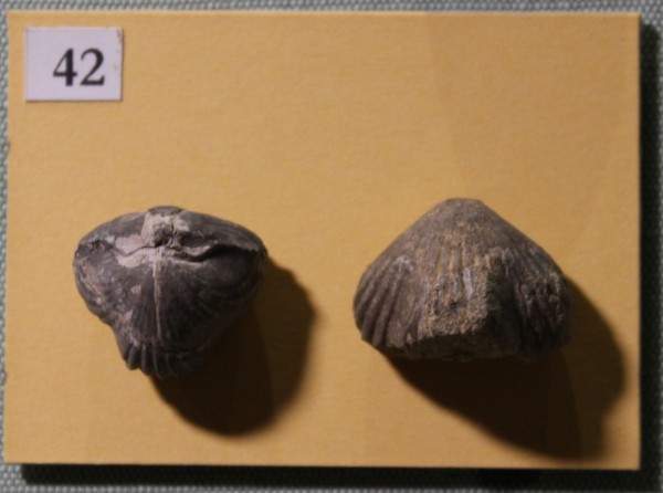 NHM.503-2017 image NHM.503-2017