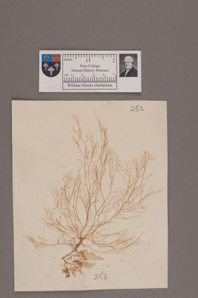 NHM_HH_1.253-2010 image NHM_HH_1.253-2010