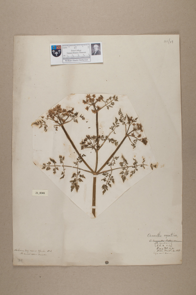 image NHM_HH_21.46-2010