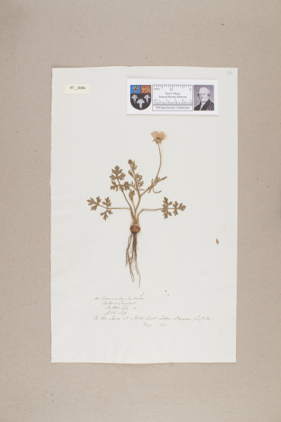 NHM_HH_7.46-2010 image NHM_HH_7.46-2010