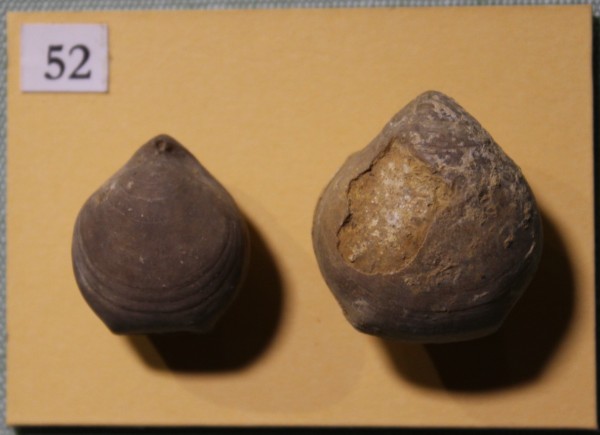 image NHM.513-2017