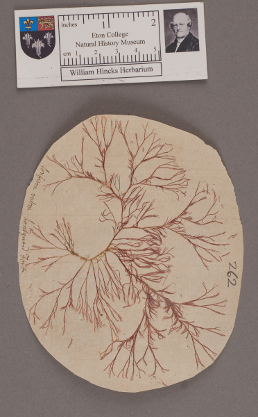 image NHM_HH_1.262-2010